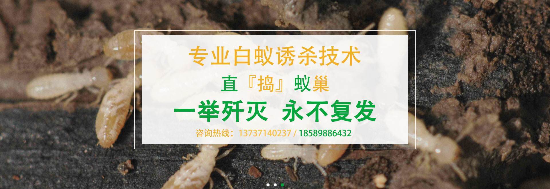 白蟻防治_banner